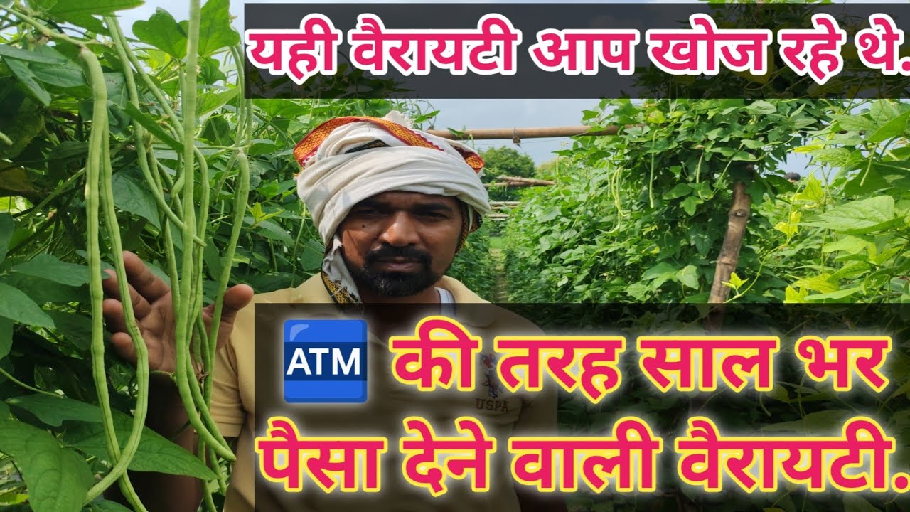 इतना पैसा कोई फसल नहीं देगी / Yellow mosaic free F1 lobia / Ankur seeds xxl lobia