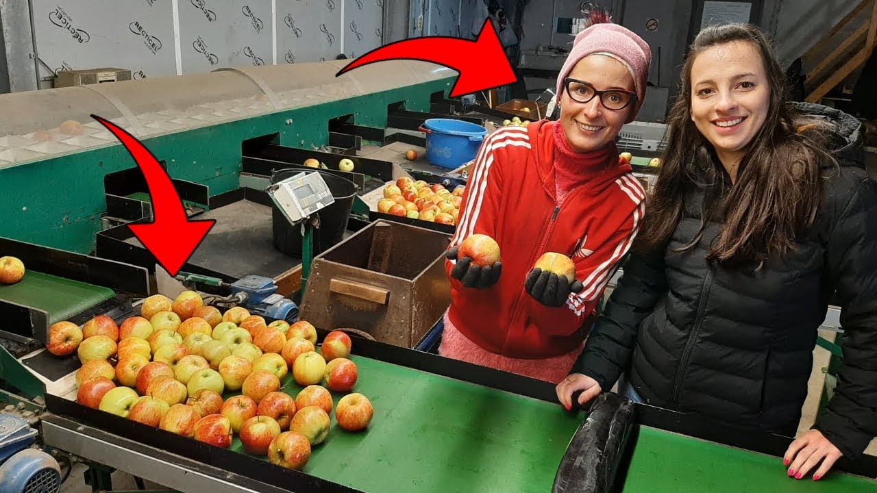 Sortowanie Jabłek u Anity ☆Jak Wygląda Praca Na Gospodarstwie w Holandii