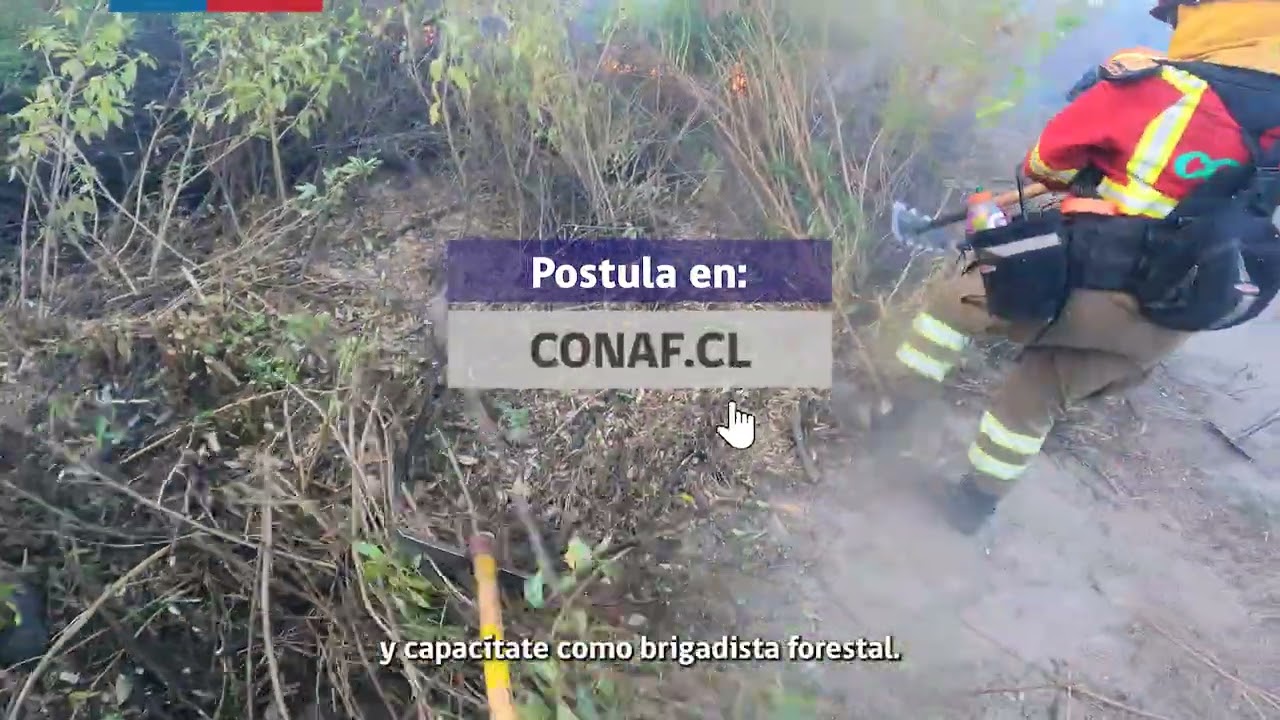 CONAF lanza convocatoria de brigadistas forestales 2025 - 2026