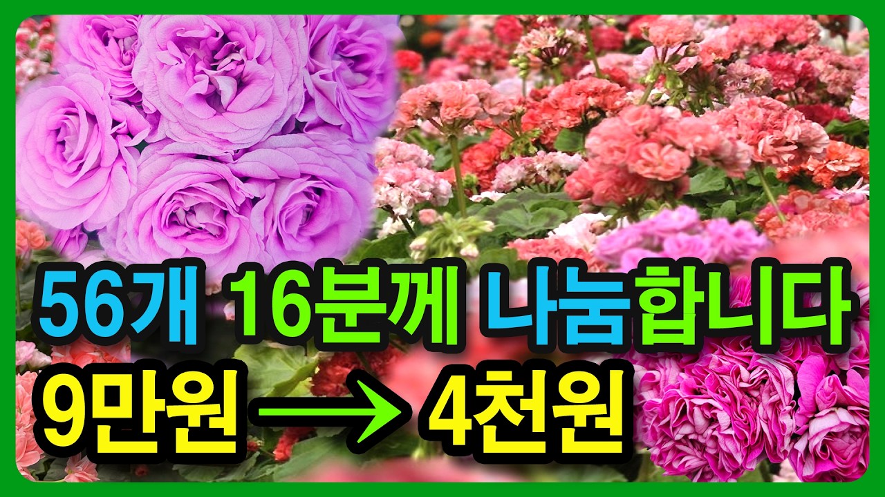 이번에도 16분께 나눔합니다. 9만원 러시아 제라늄을 4천원에 드립니다. 단, 조건 있음, 지난 라이브에서 진짜 56개 나눔 했습니다.