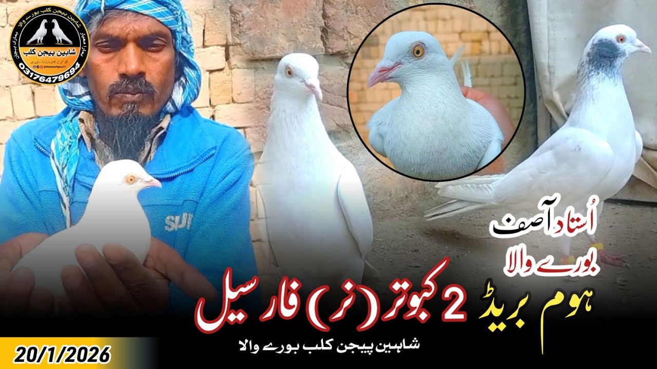 Ustad Asif Kay Home Breed 2 Male Kabotar For Sale 20/1/2026 | Shaheen Pigeon Club 