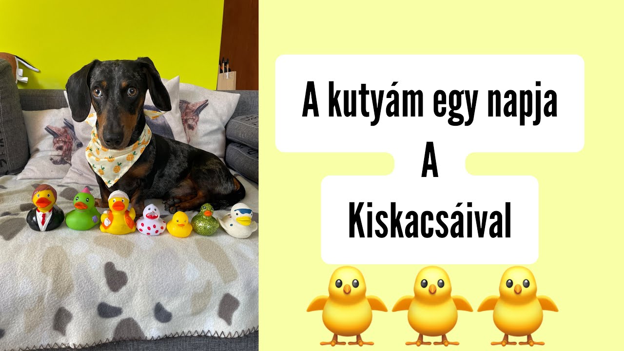 A kutyám egy napja a kiskacsáival