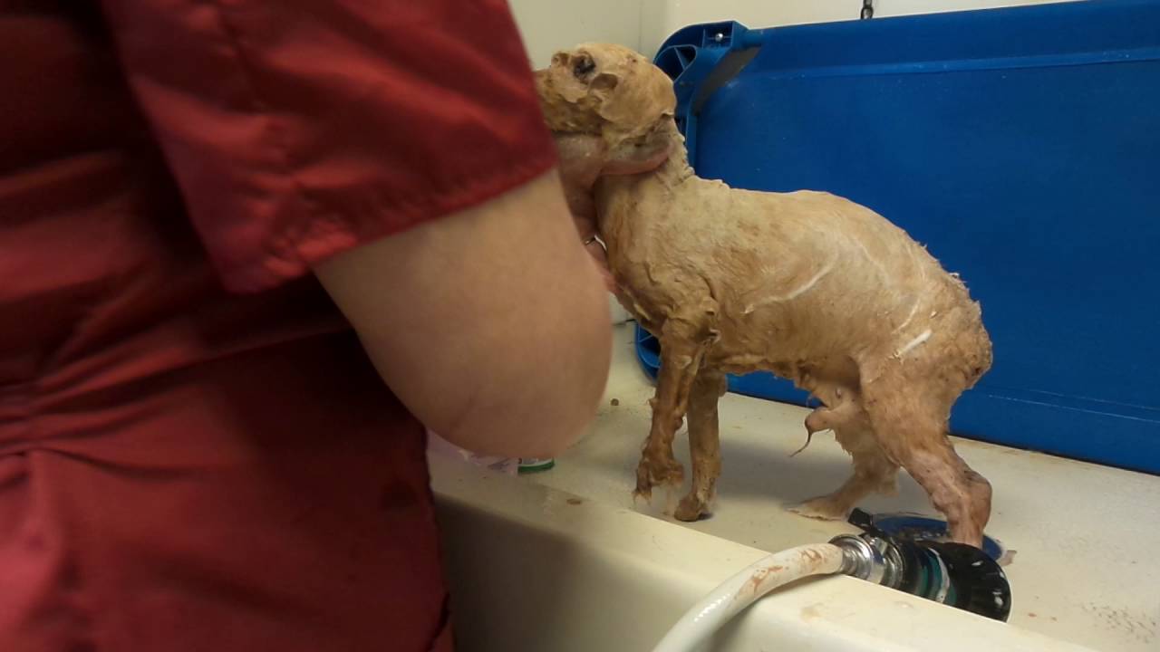Flea bath