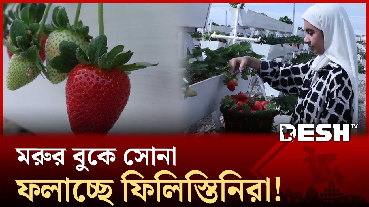 গাজার ধ্বংসস্তূপ থেকে এসে ওমানের মরুভূমিতে স্ট্রবেরি চাষ! | GAZA | Desh TV