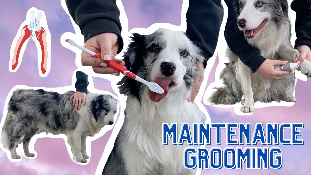 How to Groom Your Dog at Home! (EASY and QUICK Maintenance Routine, no cutting)