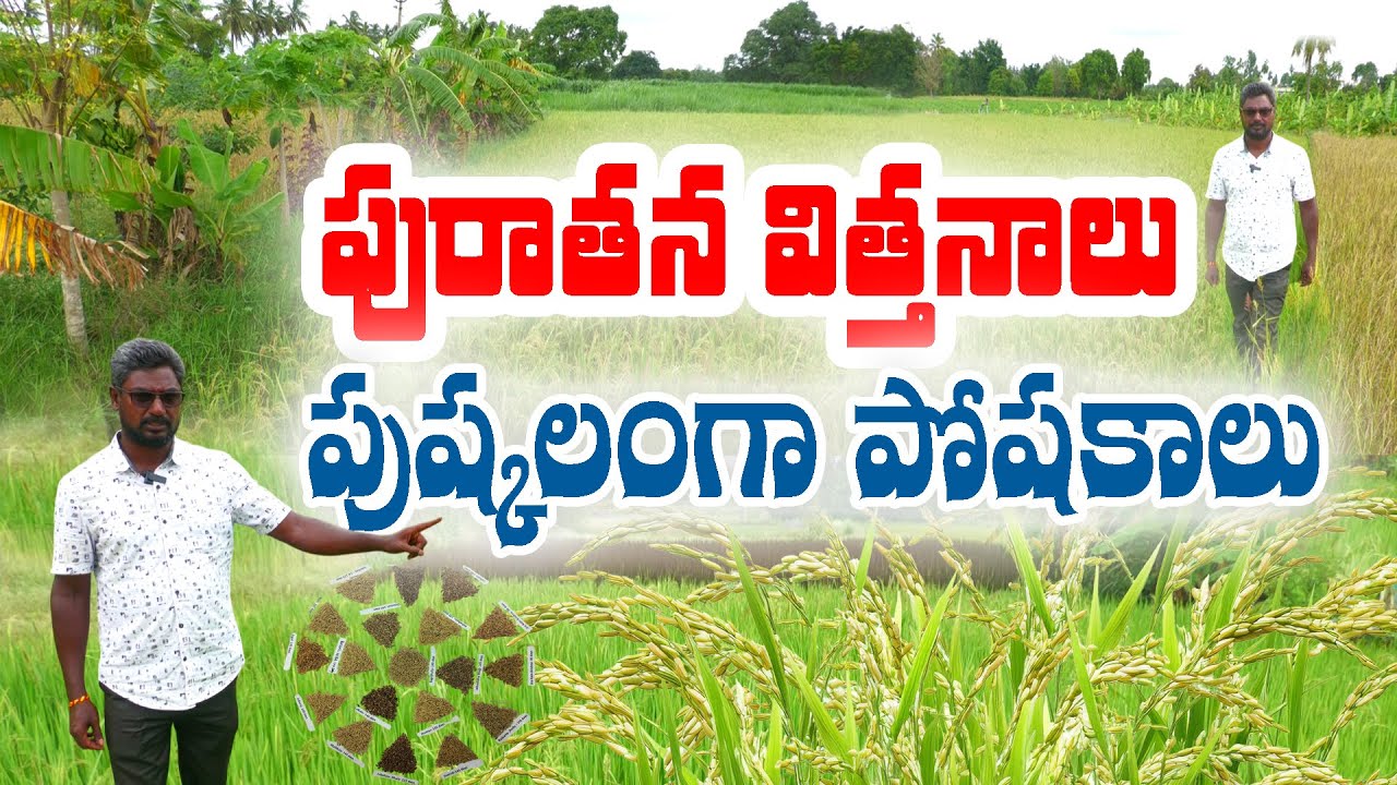 4 ఎకరాల్లో 11 రకాల #దేశీయ విత్తనాల అభివృద్ధి | #Natural Seeds  | #ChandulKumarReddy #HeritageSeeds