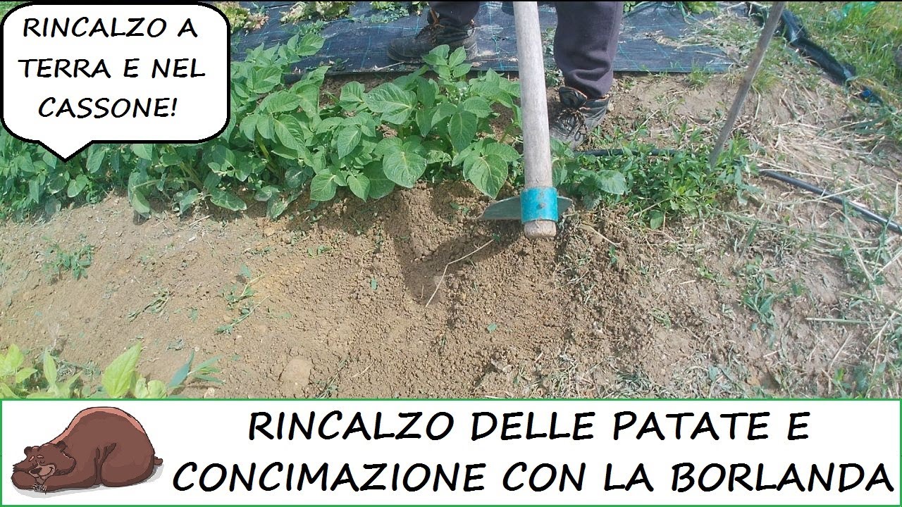 Rincalzare le PATATE e concimarle con la BORLANDA. Come si fa!