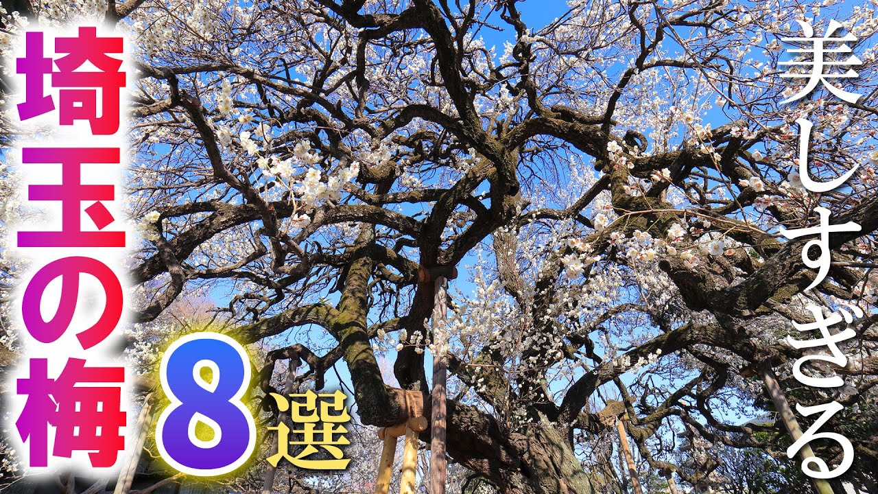 初春に訪れたい埼玉の梅名所8選/寒さに負けない花を求めて/埼玉観光旅行vlog