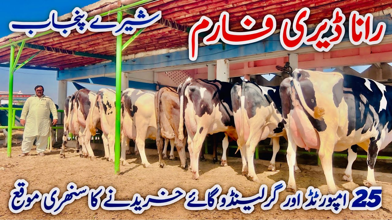 Punjab’s Best Dairy cows Farm Rana Dairy Farm | imported cows and Gerlando cows