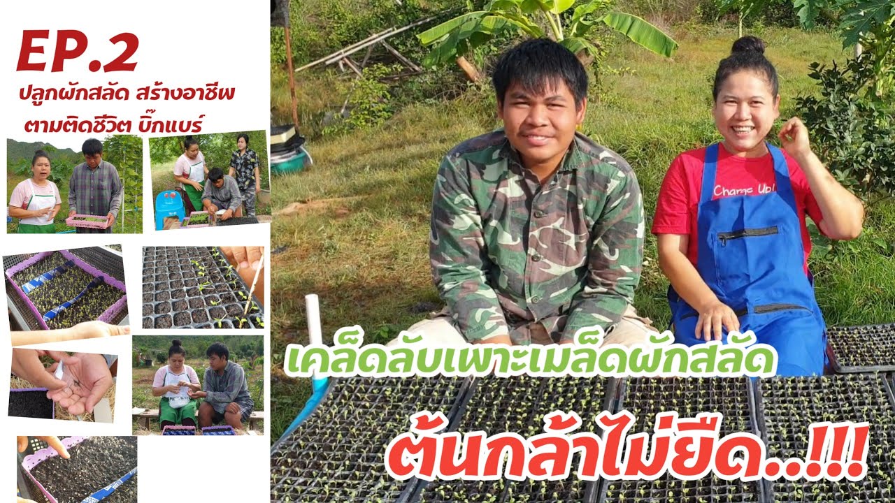 EP.2 ปลูกผักสลัด สร้างอาชีพ กับเคล็ดลับเพาะเมล็ดผักสลัด ต้นกล้าไม่ยืด..!! #หมูอ้วนชวนทำเกษตร