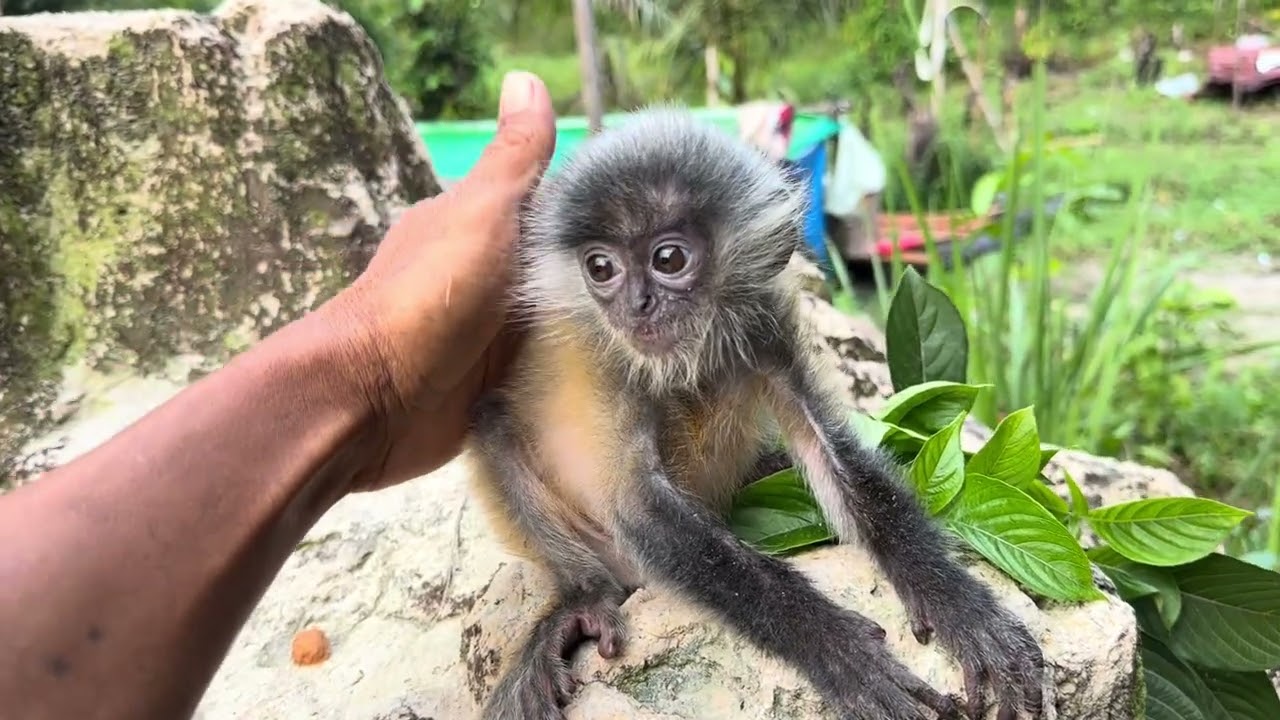 🐒🌸 Cute Baby Monkey Eating a Flower – So 