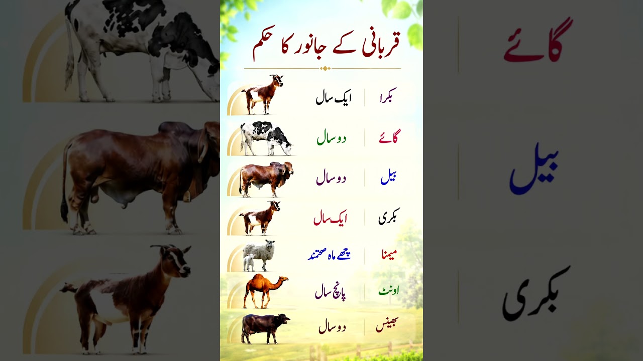 Qurbani animal age requirements explained | Complete Eid ul Adha guide 🐐🐄🐪 #Qurbani #EidUlAdha