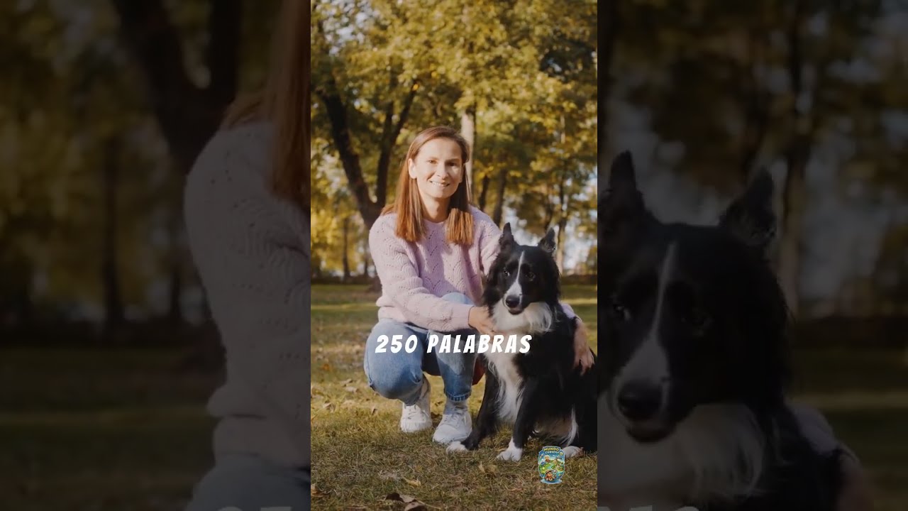 Datos curiosos sobre los perros 