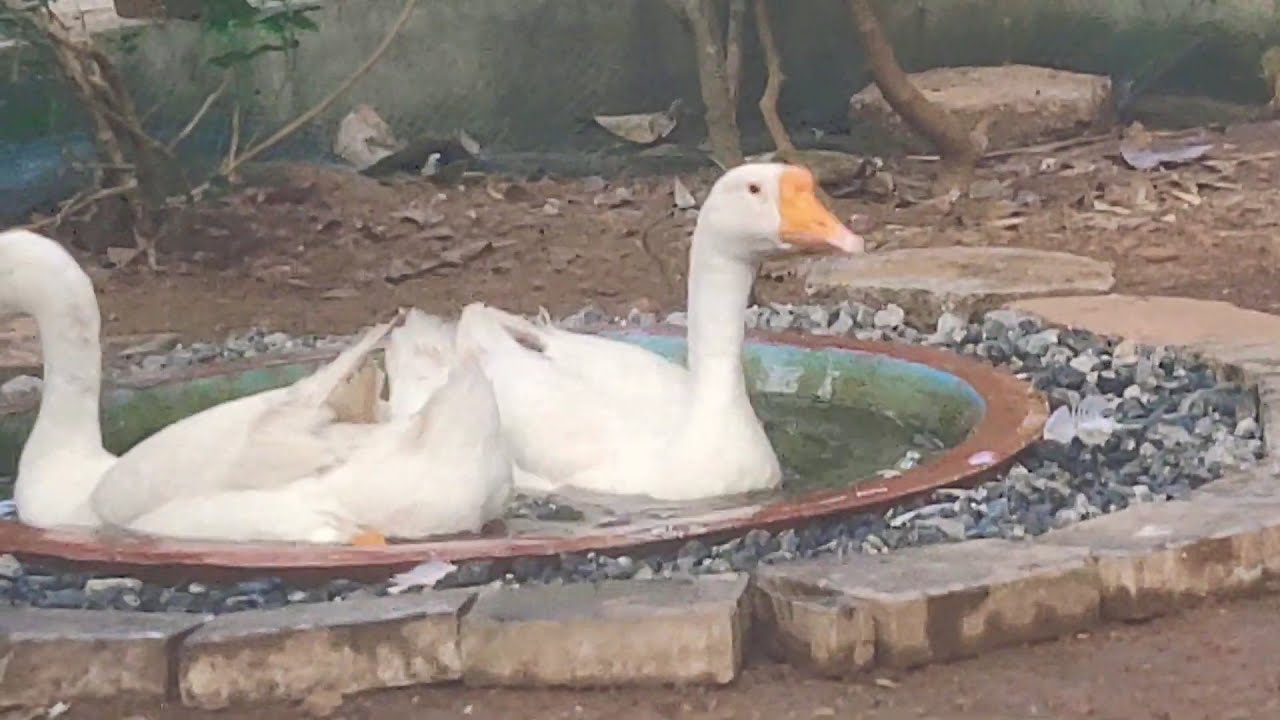Vatha tharavu