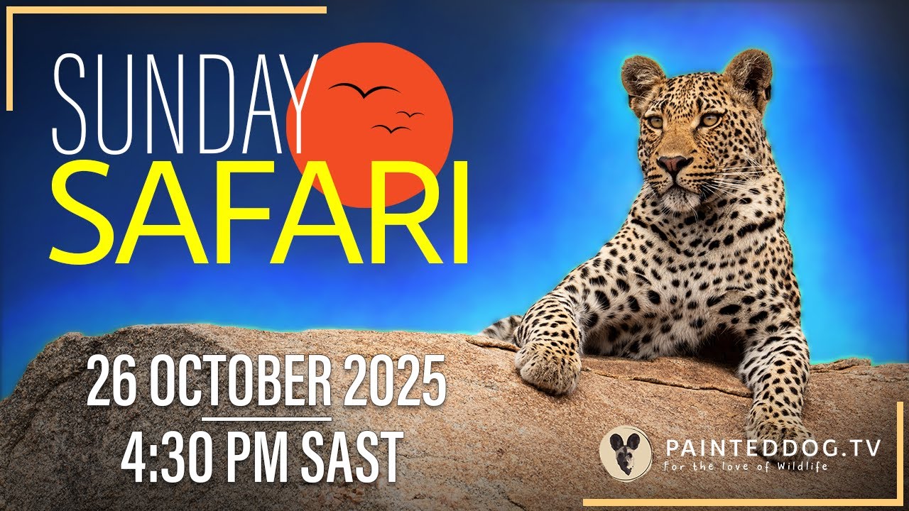 LIVE Sunday Safari | 26 October 2025