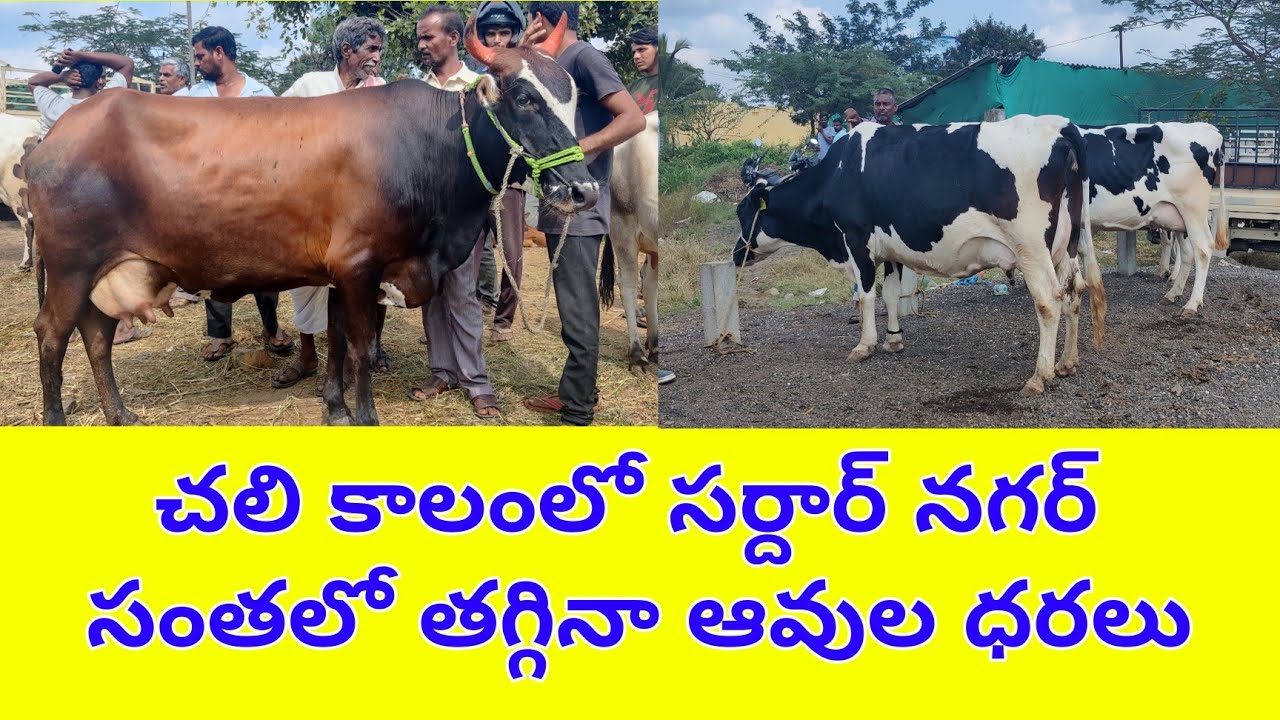 చలి కాలంలో సర్దార్ నగర్  సంతలో తగ్గినా ఆవుల ధరలు | Jersey and HF Cow price in Sardar Nagar market