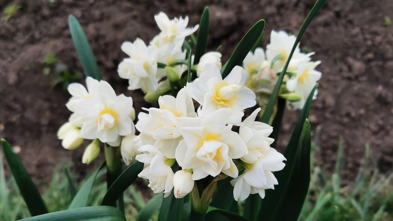 Narcissus Erlicheer, one of the most fragrant double daffodils for the garden