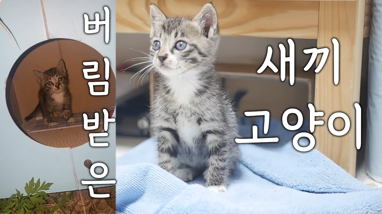 아기고양이를 유기해놨네요 . 진짜 이런 사람들이 있구나. 이렇게 예쁜 아깽이를 왜 버렸을까요?