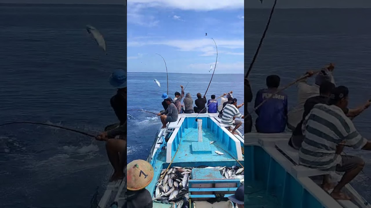 Serangan gerombolan ikan cakalang !!