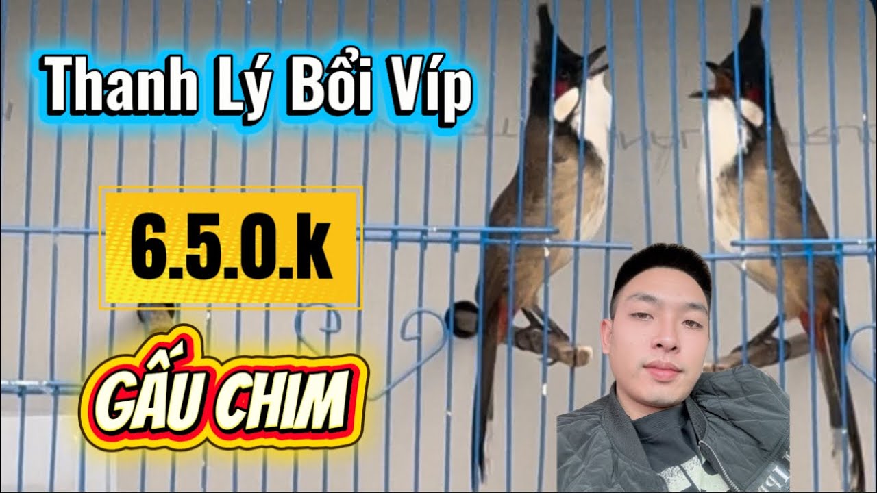 28-1. THANH LÝ BỔI VÍP. PHÍ 6.50.k. SIÊU GẤU CHIM. BỘ TO DÀI. HÀNG TUYỂN CHỌN VÍP CHO AE GỘT DÀN