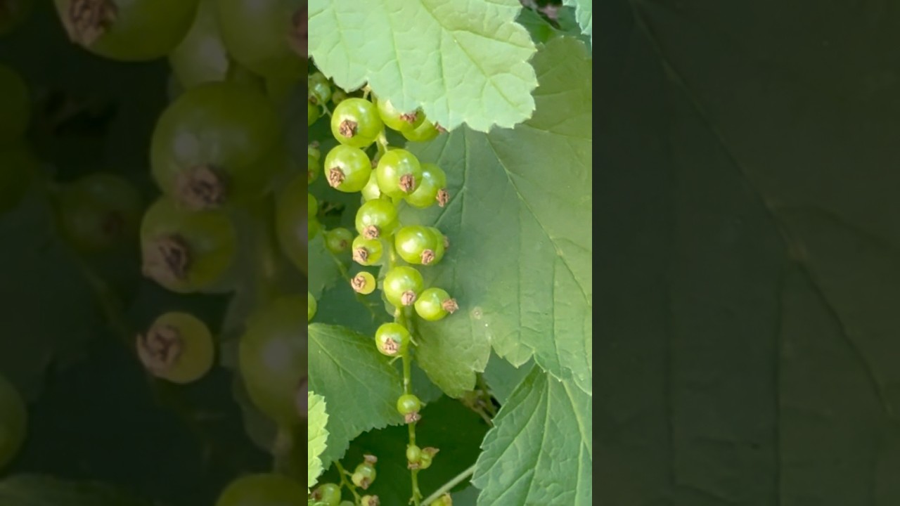 The different berries become bigger #travel #switzerland #suisse #garden #village #berry