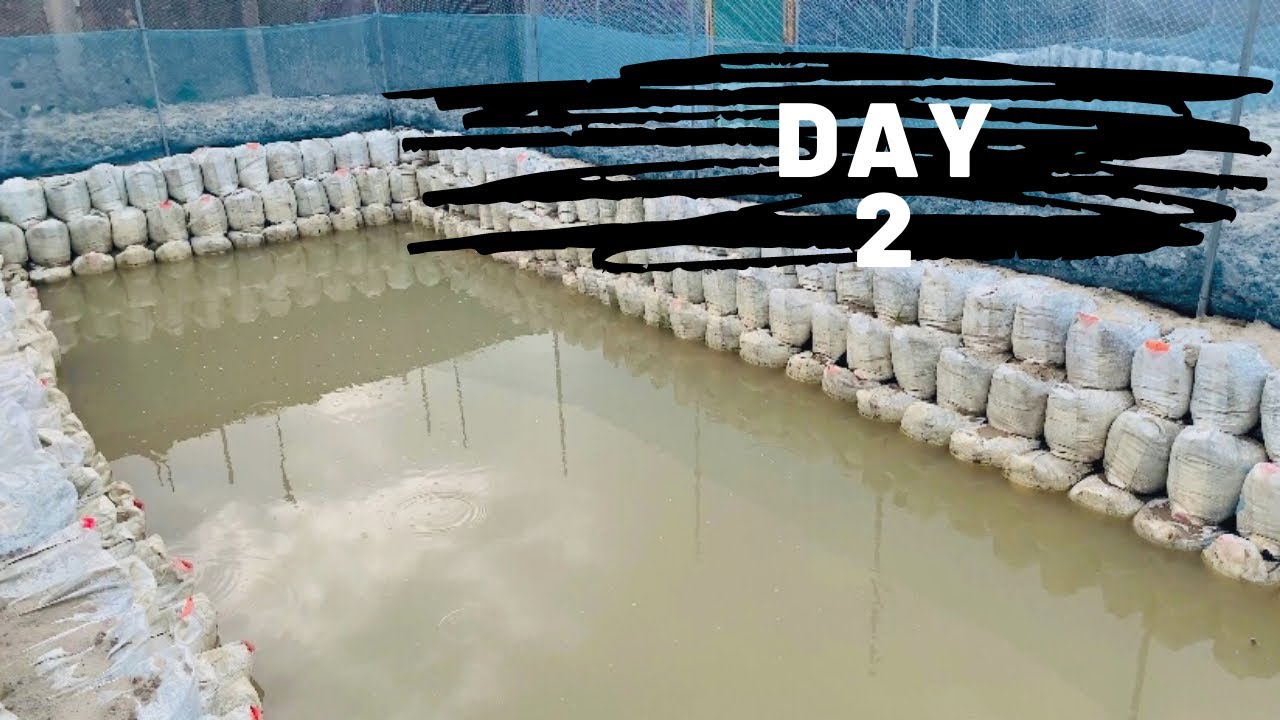 HOW TO FEED YOUR CATFISH JUVENILES DAY 2