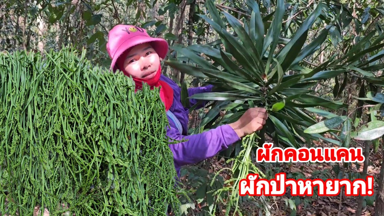 เก็บผักคอนแคน! ผักป่าหายากที่มีเฉพาะ​ถิ่น​ รสชาติดีเป็นที่นิยมในเขตพื้นที่​ #แซบเวอร์​  20ก.พ.69