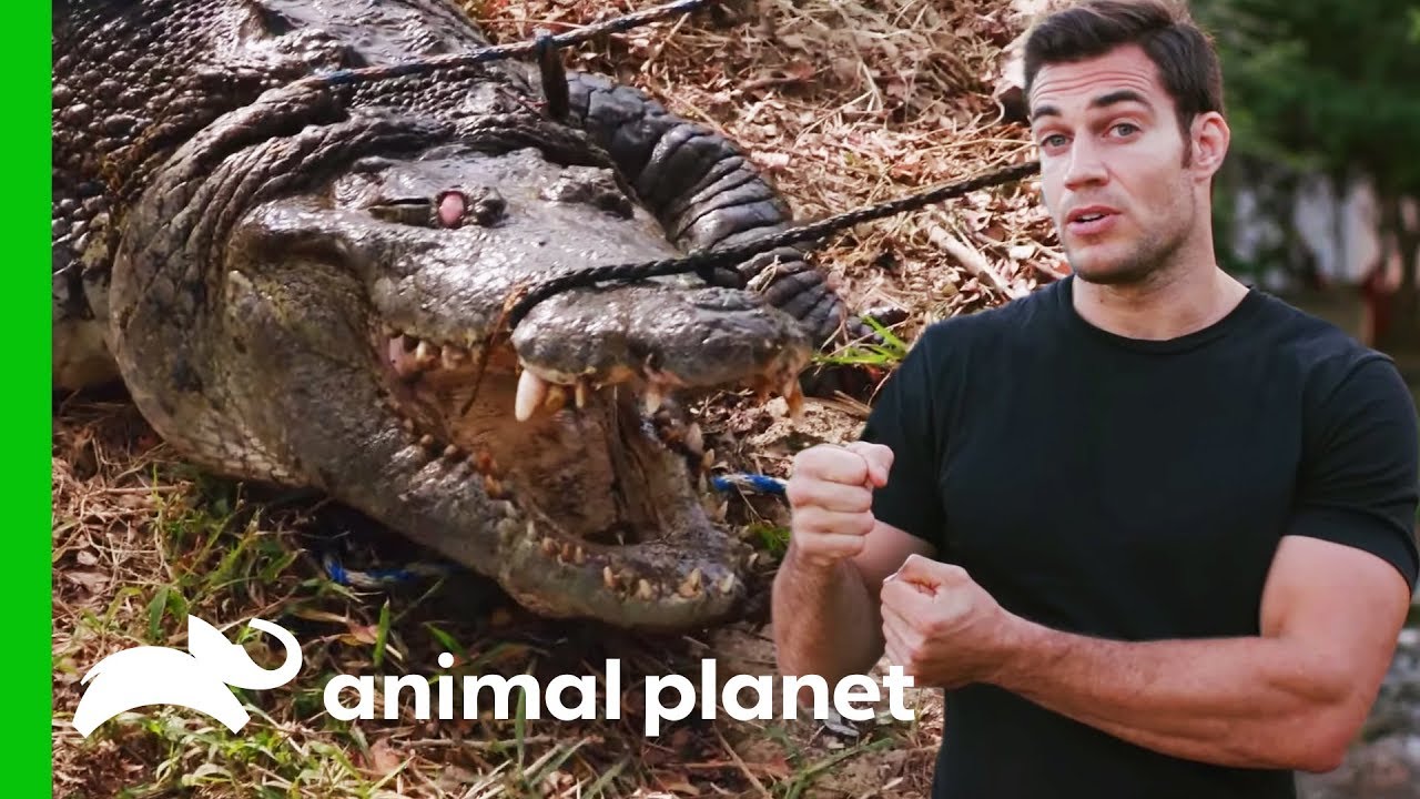 Evan Gets Up Close With A 300lb Crocodile For A Medical Check-Up | Evan Goes Wild