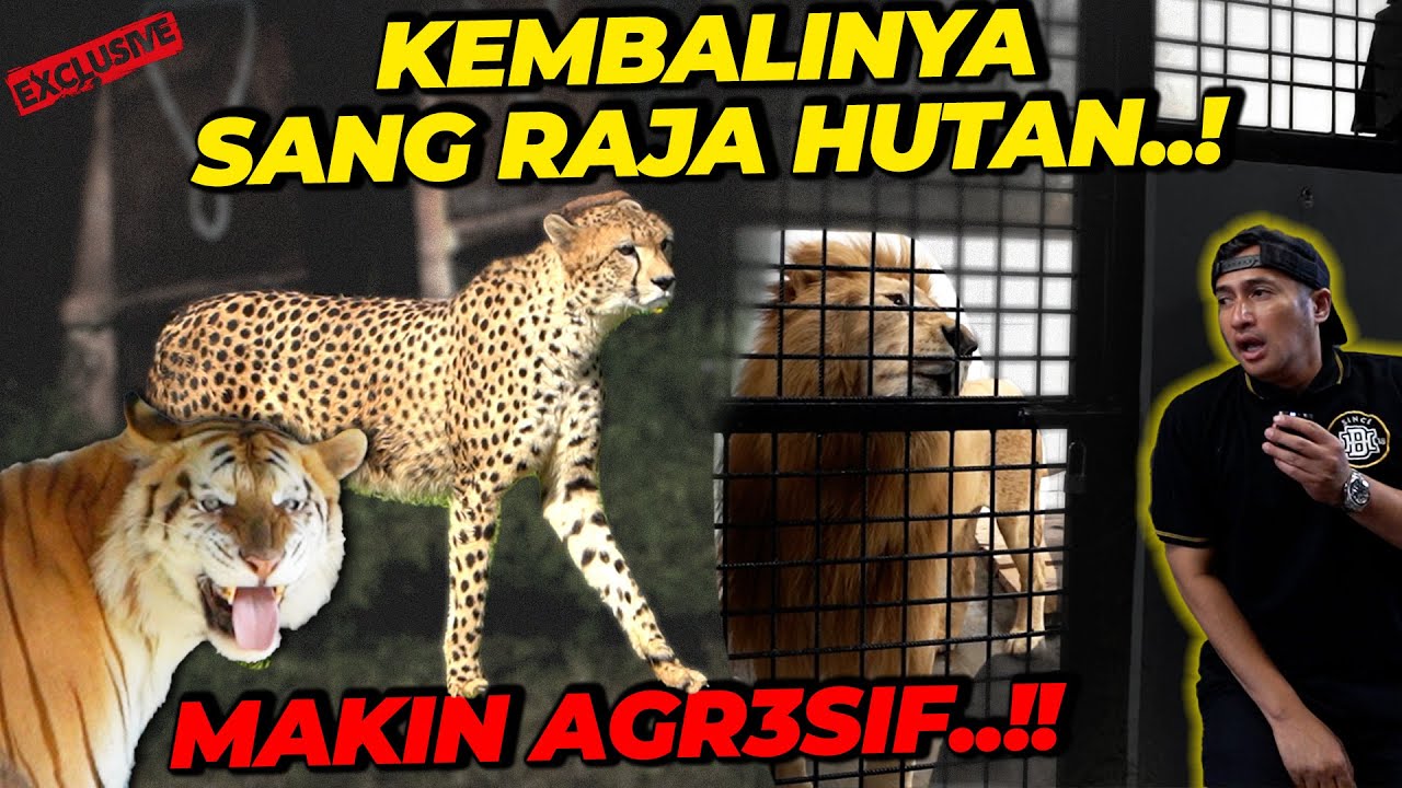 HARIMAU INI CUMA ADA 20 EKOR DI DUNIA