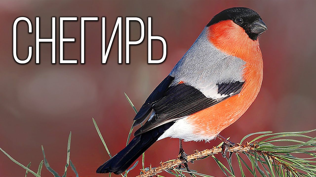 Снегирь: Птица Зимнего Леса | Интересные факты про снегирей