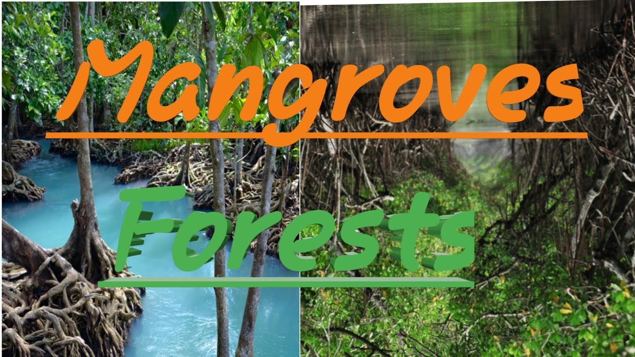 #mangroves. #Save Mangroves on the Earth.