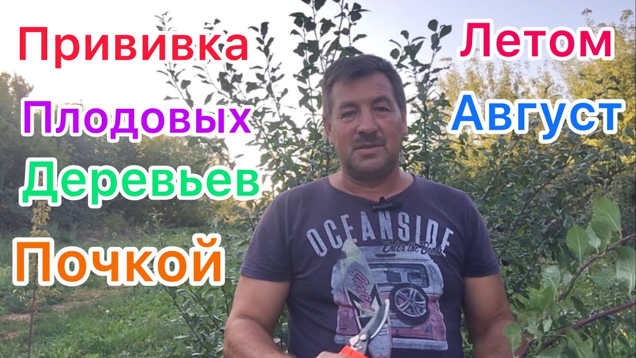ЛЕТНЯЯ ПРИВИВКА СЛИВЫ И ЯБЛОНИ ЗЕЛЁНОЙ ПОЧКОЙ /Просто и доступно каждому.