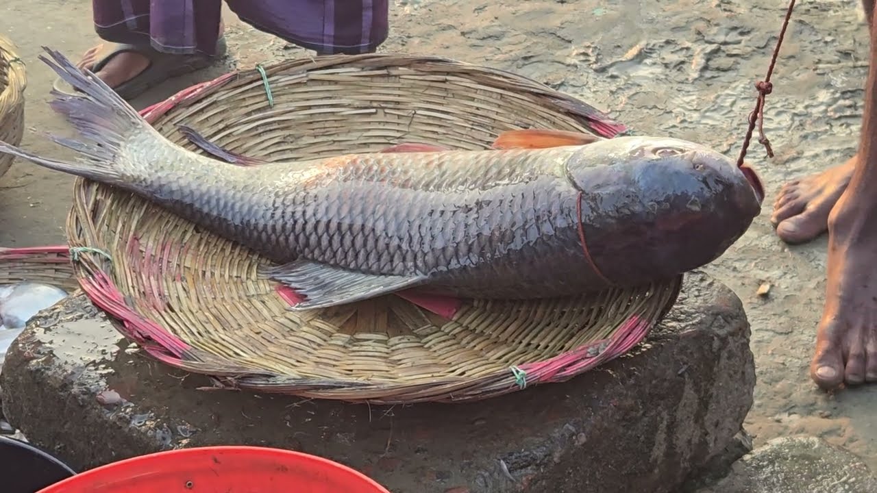 পদ্মা নদীর মাছ গুলো দেখুন কিভাবে নিলামে বিক্রি করা হচ্ছে। 