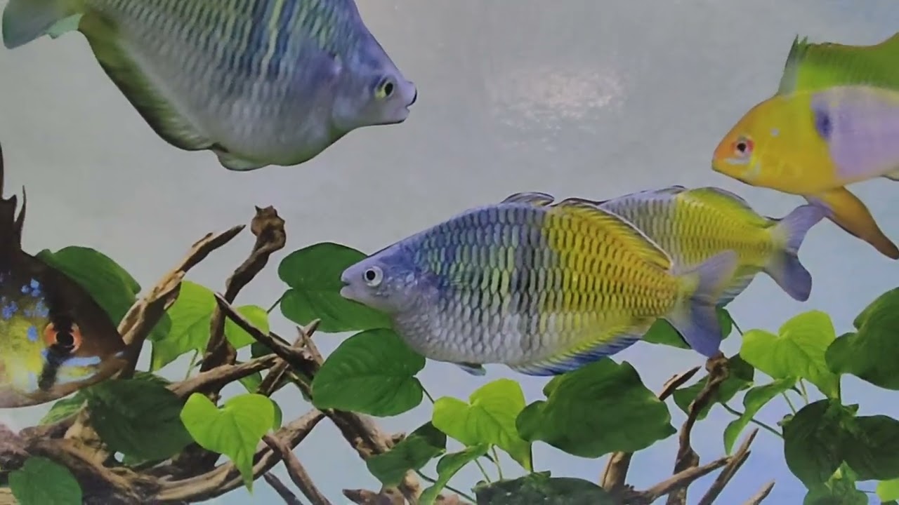 Acuario de exhibición en mi negocio.