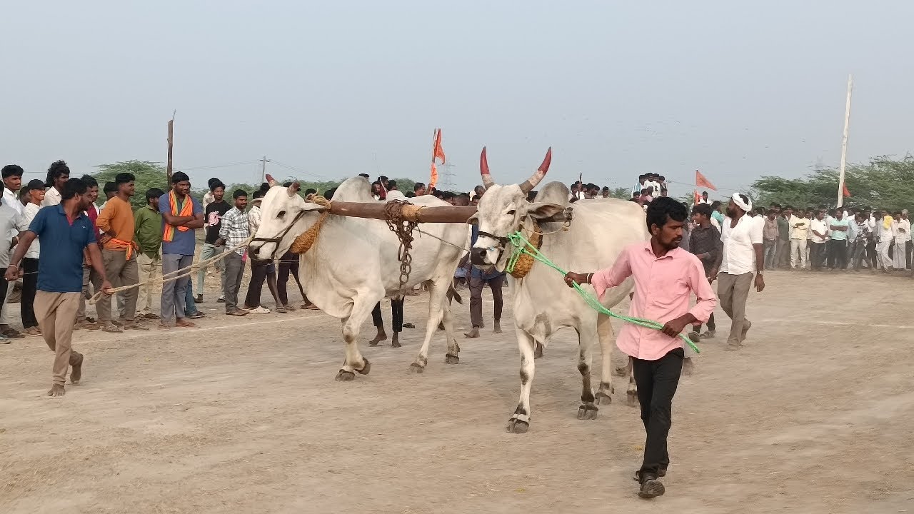 రామగిరి సేద్యపు ఎద్దుల విభాగం బండలాగుడు పోటీల 9వ జత మహేష్ పుల్జాల