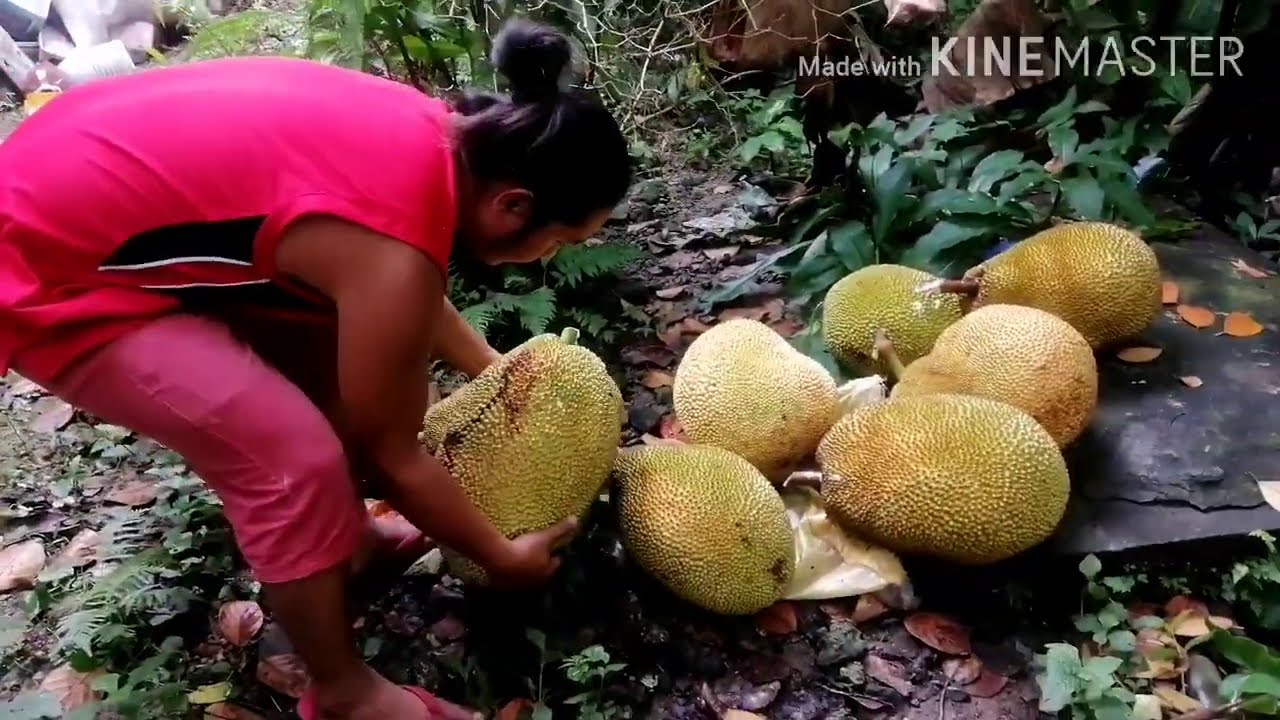 Eviarc sweet variety jackfruit | Nakaharvest na ulit
