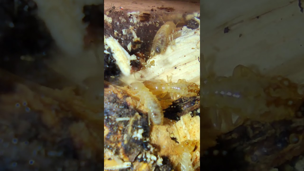 Termiti Reticulitermes urbis s voj&aacute;kama #termiti #termites #antseurope