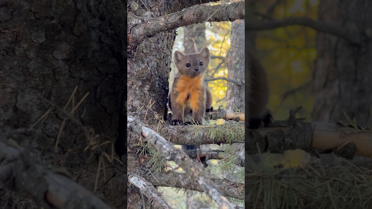 Curious pine marten ￼#pinemarten #animals #nature #wildlife