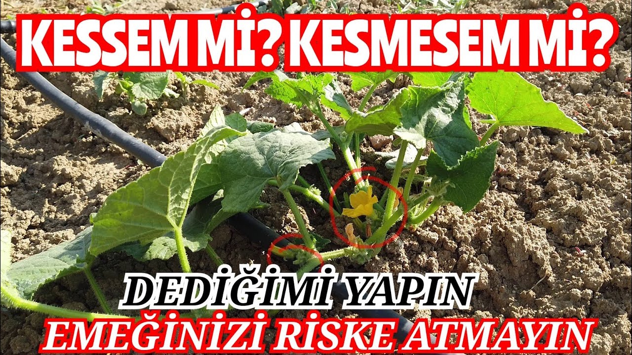 En Doğru Bilgi İ&ccedil;in Mutlaka İzle, Salatalık Yetiştiriciliği