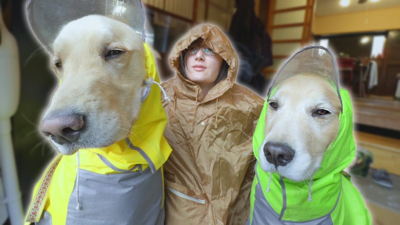 お風呂後にカッパまで着せられてテンションがマイナスになった愛犬