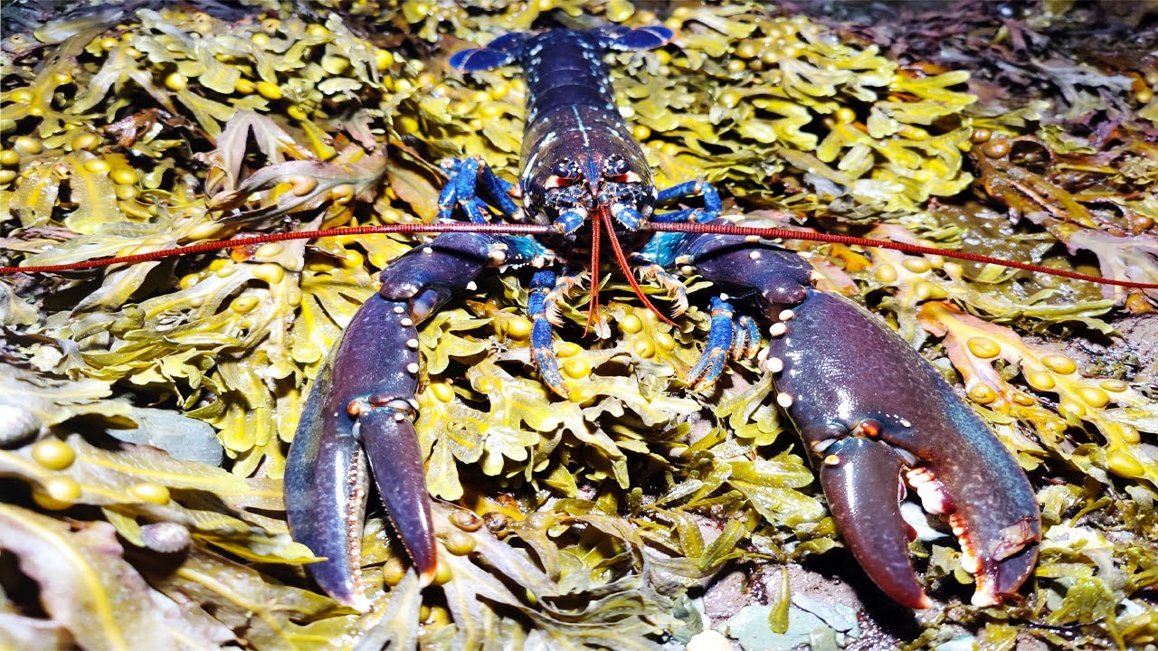 Lobsters Everywhere! - Lobster Catch and Beach cook-up! -  Coastal Foraging in the Summer Ep3