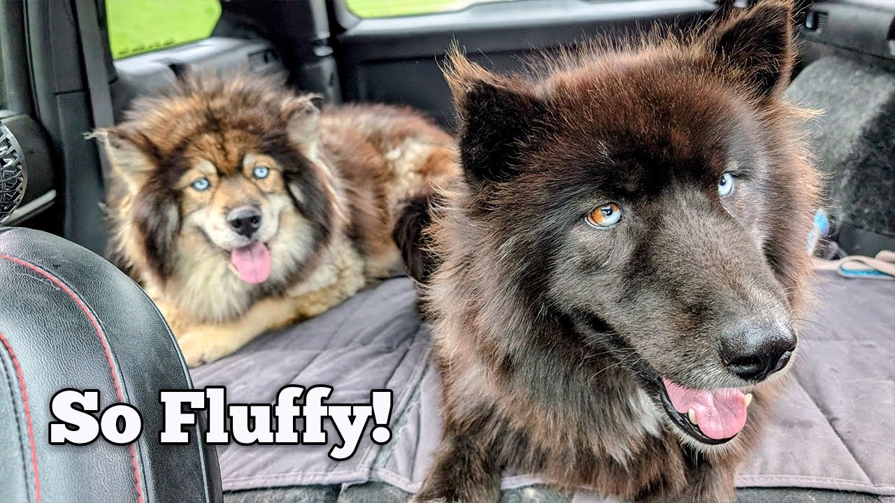 We Helped Rescue Two More Huskies in Need !