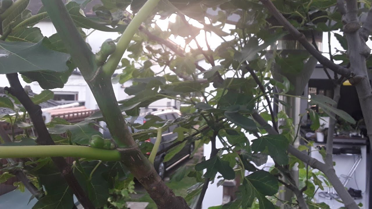 Pinching / pruning the tips off my largest fig tree to see if I can force it to produce late figs