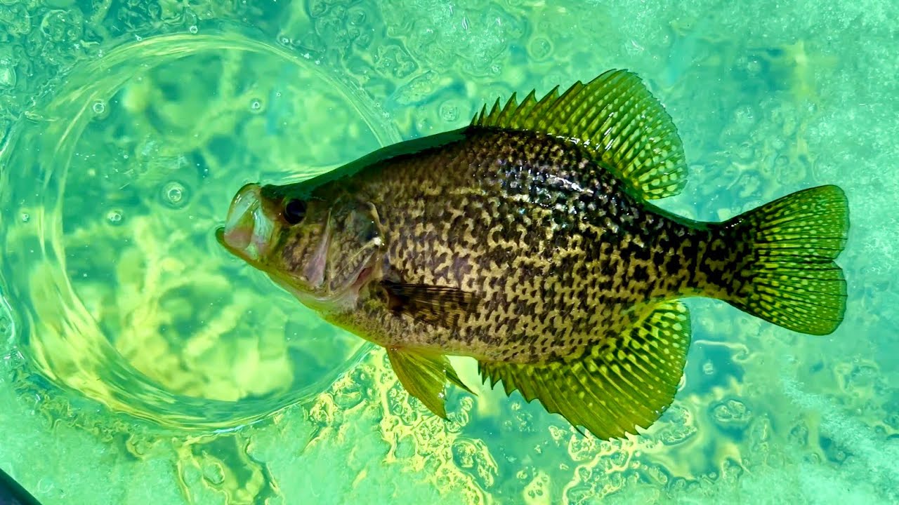 Ice Fishing for GIANT Crappie in Crystal Clear Water with an Underwater Camera! - SO MANY BIG FISH!