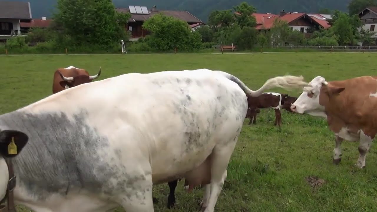 Meine Heimat : Inzell im Chiemgau ( Oberbayern) 10.09.2023