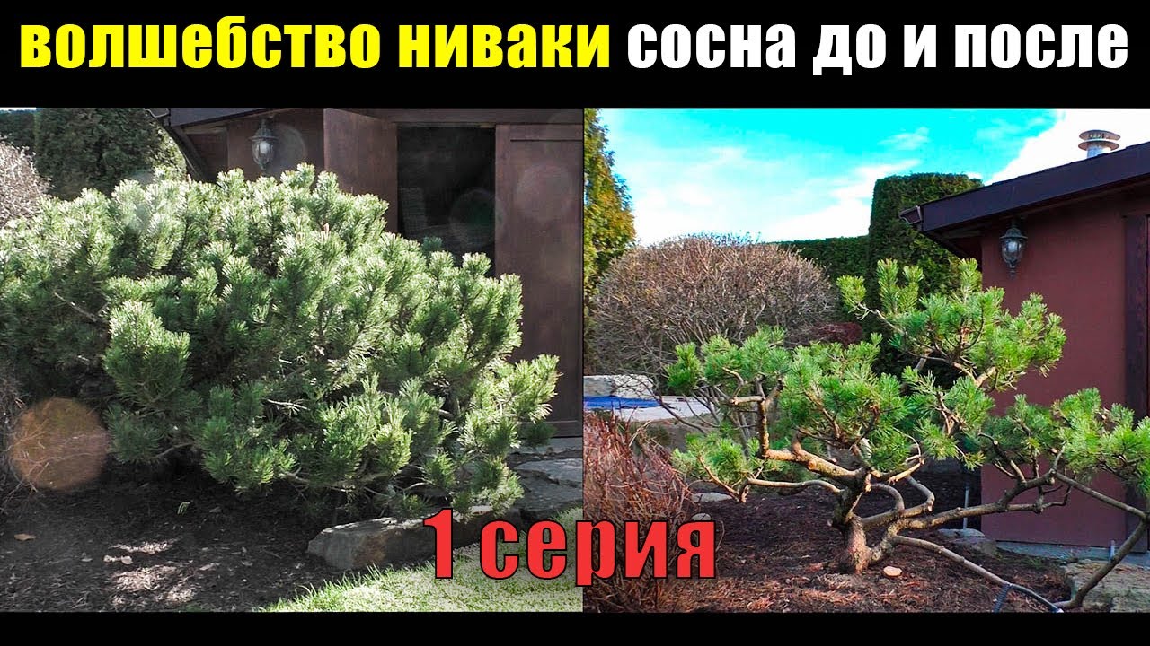 1 ЧАСТЬ Как из сосны горной сделать Ниваки Бонсай инструкция. Стрижка формировка обрезка сосны.