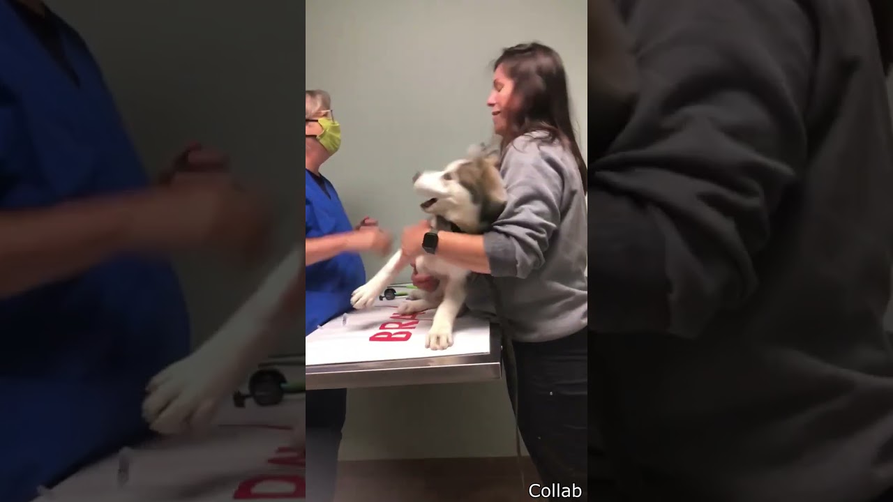 The Most Dramatic Husky #shorts