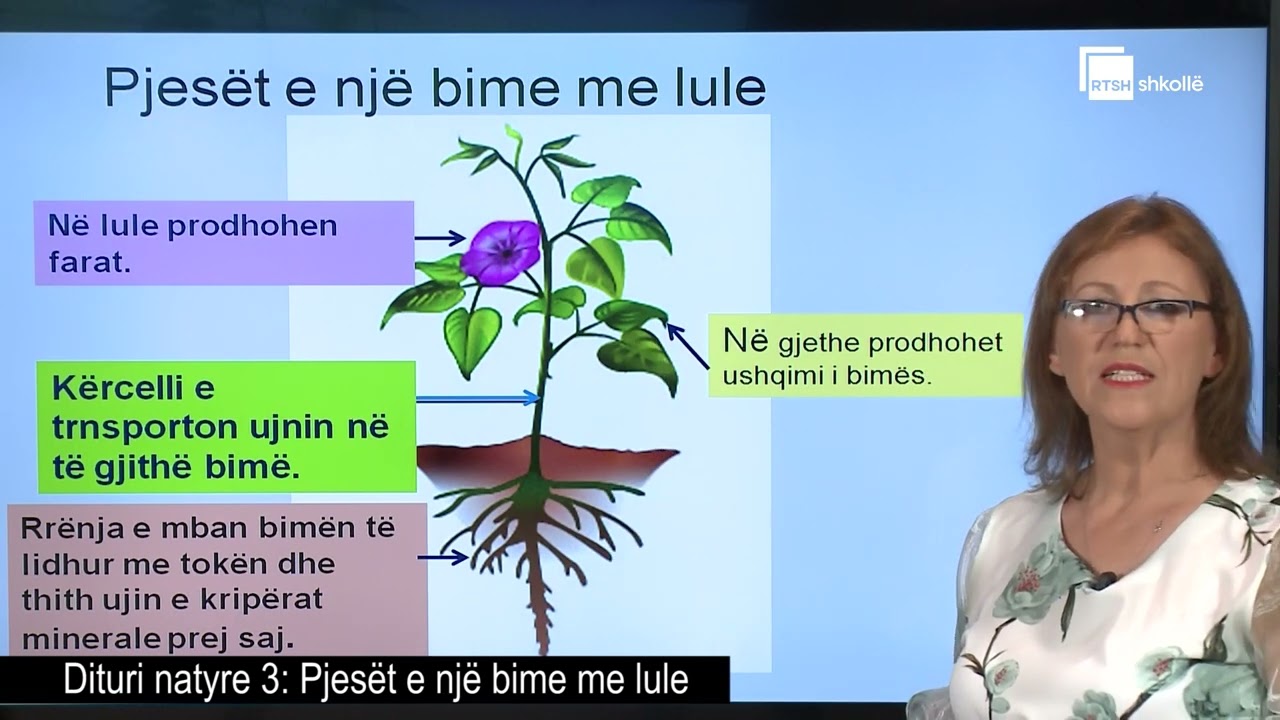Pjesët e një bime me lule | Dituri natyre 3