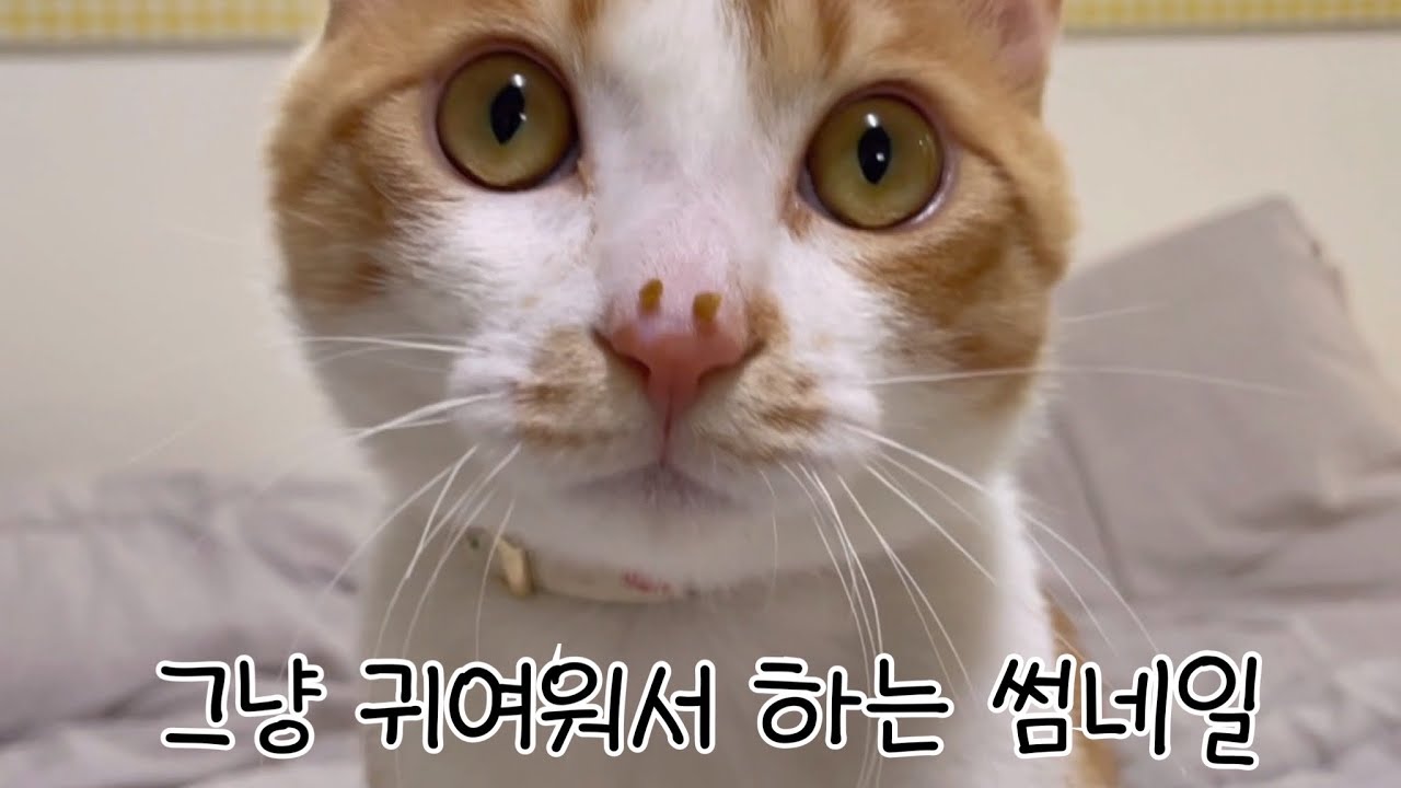 처음 맡아보는 캣닢에 얼큰히 취한 고양이🐈껌딱지의 일상 VLOG♥️