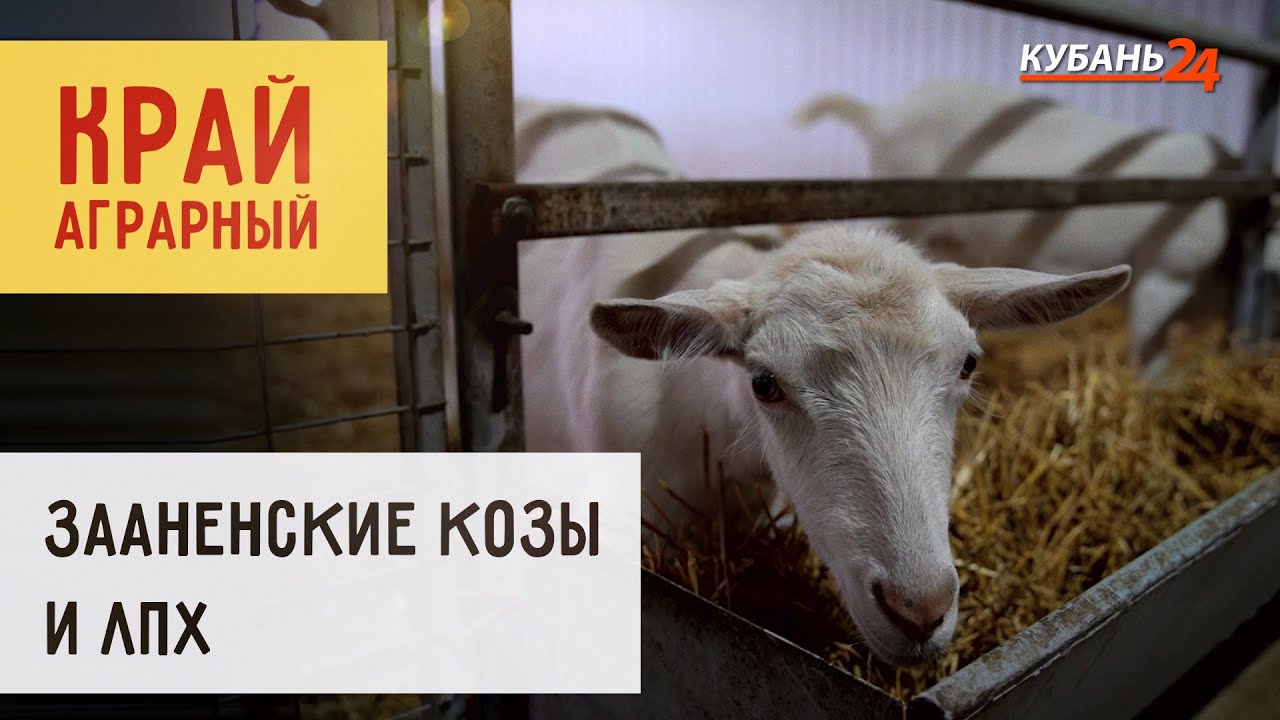 Зааненские козы и ЛПХ | Край аграрный